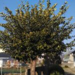 植木の剪定！姫路便利屋コンシェル★