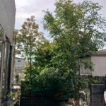 植木の剪定！姫路便利屋コンシェル★