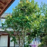 植木の剪定・伐採！姫路便利屋コンシェル★