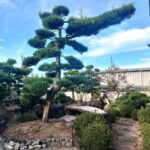 植木の剪定！姫路便利屋コンシェル★