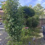 植木の剪定！姫路便利屋コンシェル★