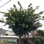 植木の剪定!姫路便利屋コンシェル★