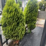 植木の伐採!姫路便利屋コンシェル★